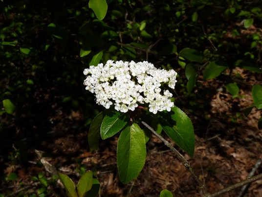 {Viburnum rufidulum}